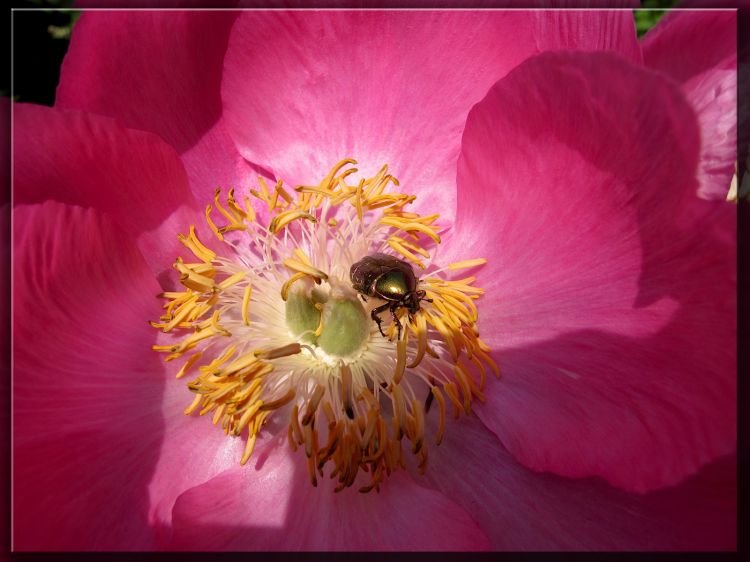 Wallpapers Nature Flowers Parc floral de Vincennes