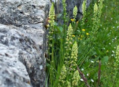  Nature Roc et verdure