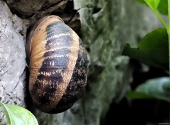  Animals Escargot