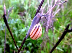  Animaux Escargots