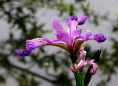  Nature fleurs d'tang