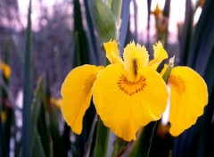  Nature Fleur d'étang