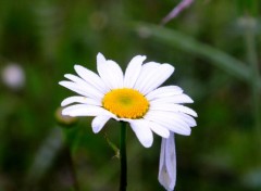  Nature Marguerite