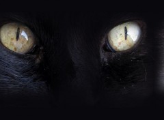  Animaux Profond regard de chat noir