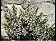  Nature Thym en fleurs