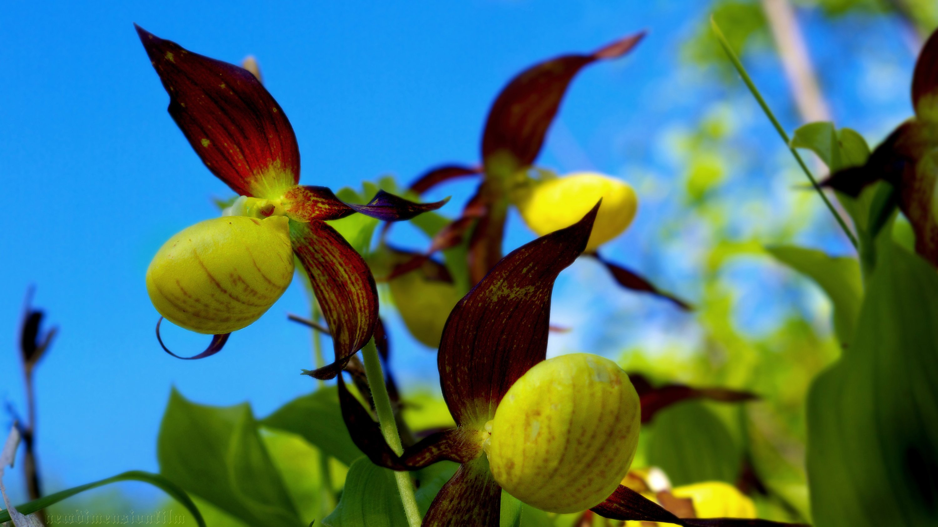 Fonds d'cran Nature Fleurs Cypripedium calceolus 3. 2012