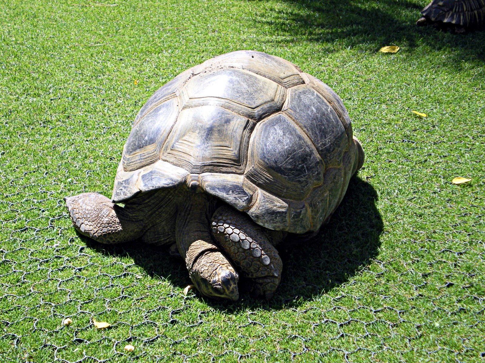 Fonds d'cran Animaux Tortues la doyenne