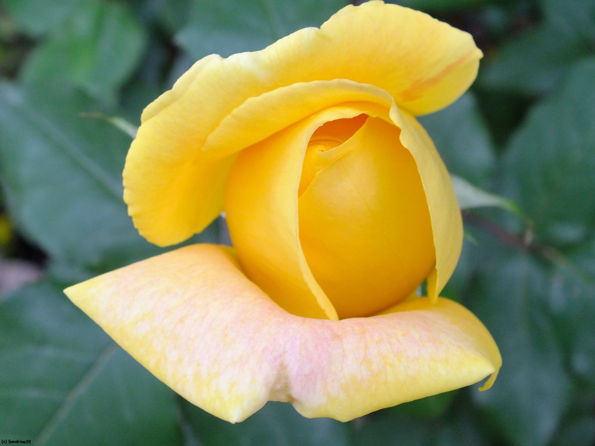 Wallpapers Nature Flowers Rose jaune