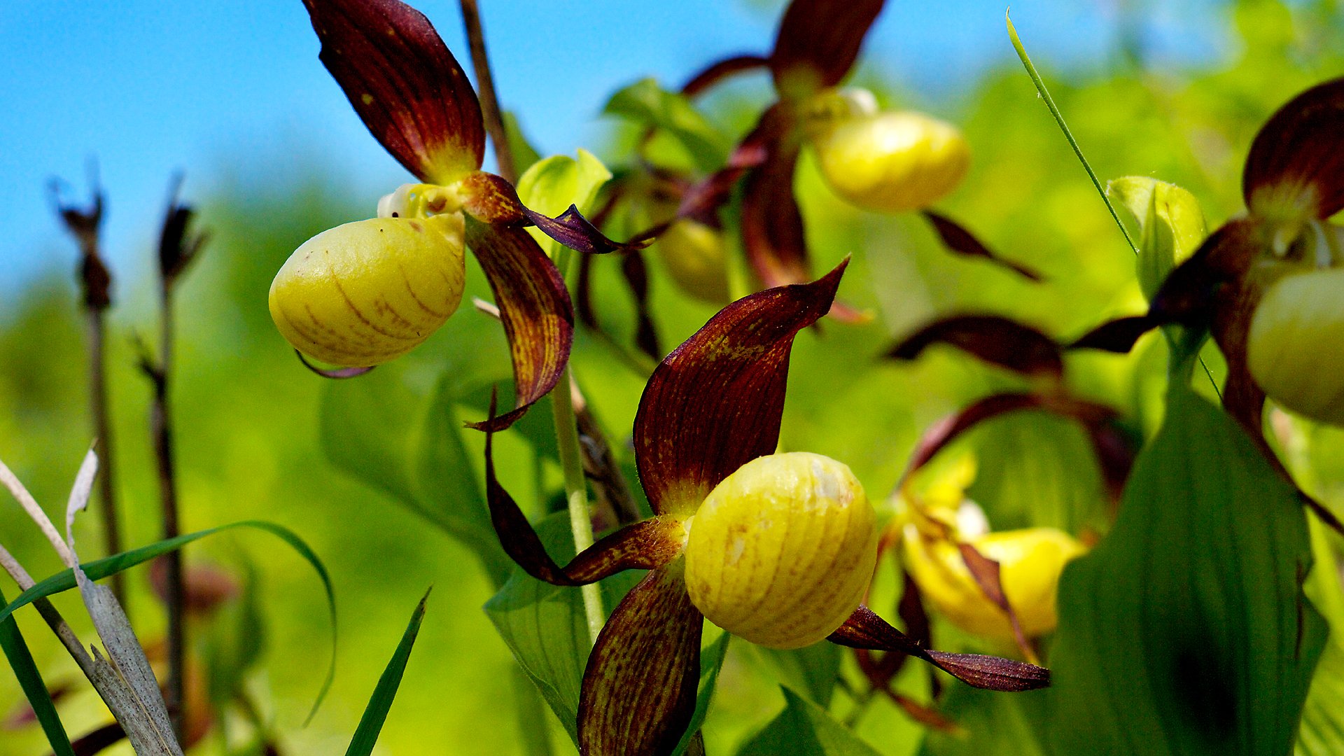 Fonds d'cran Nature Fleurs Cypripedium calceolus 4. 2012