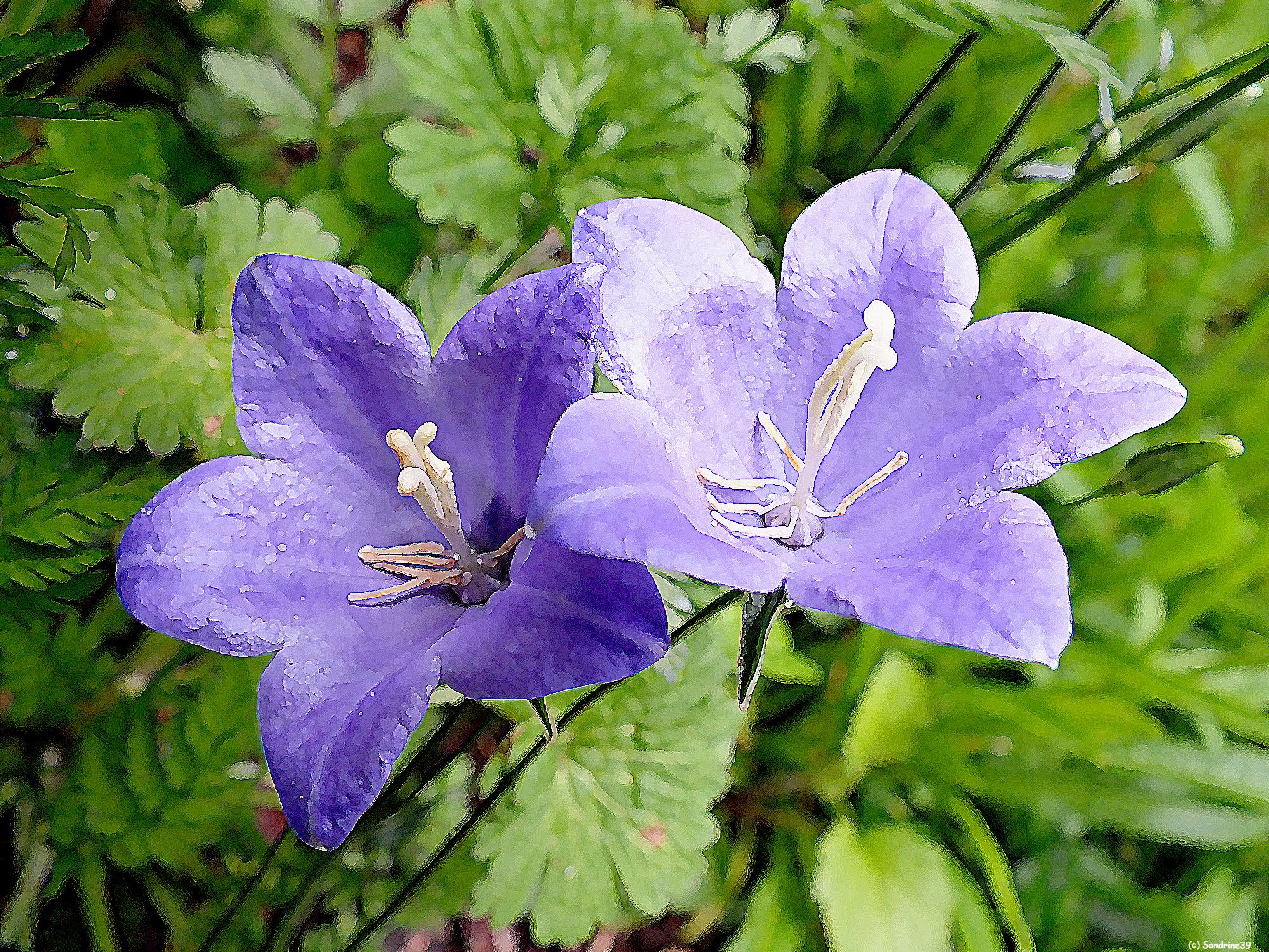 Wallpapers Nature Flowers Duo de Campanules 