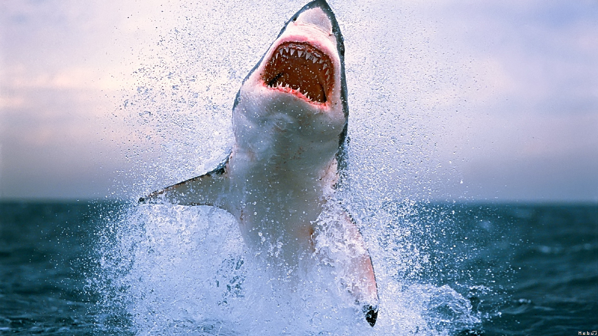 Fonds d'cran Animaux Vie marine - Requins 