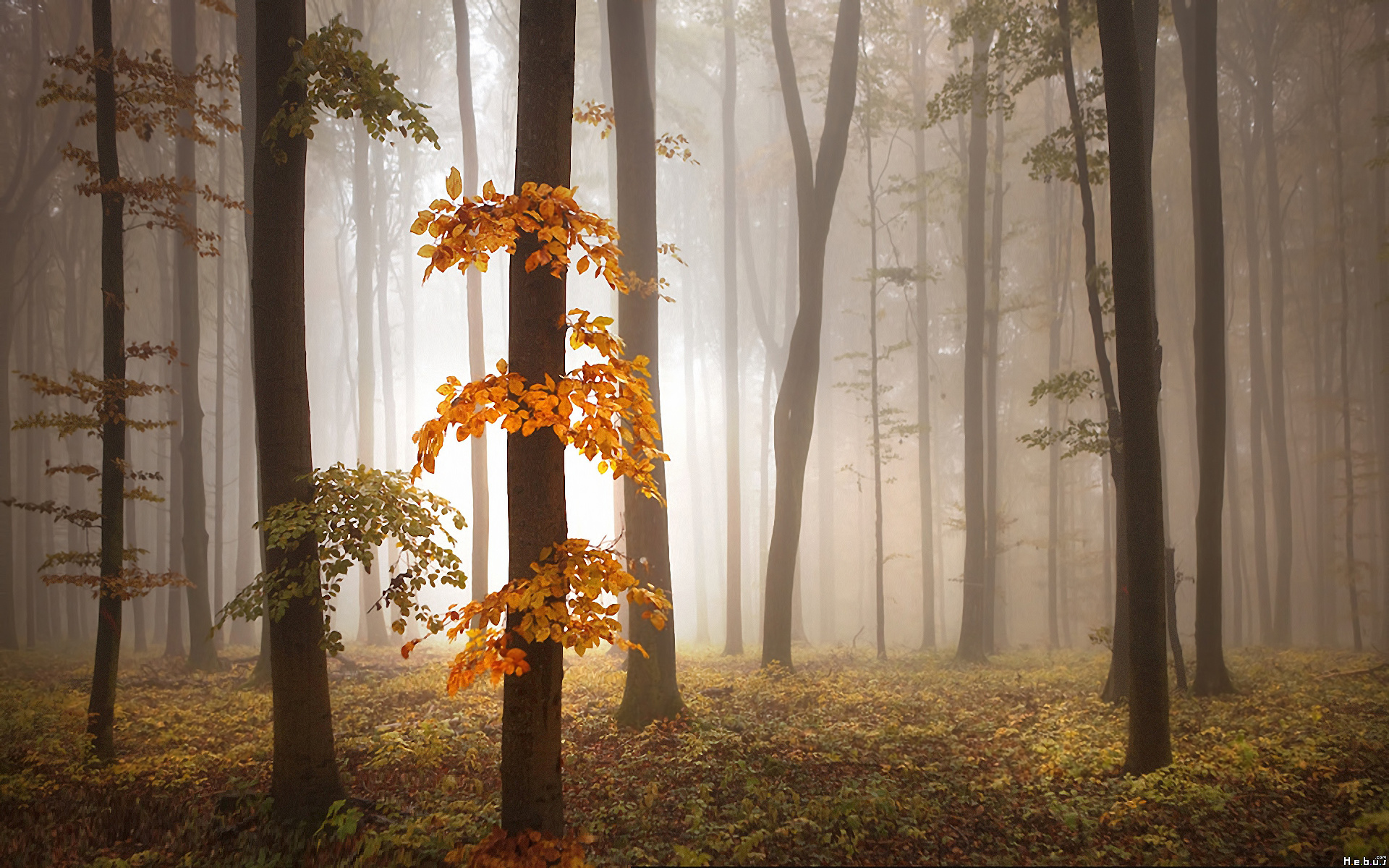 Fonds d'cran Nature Arbres - Forts 