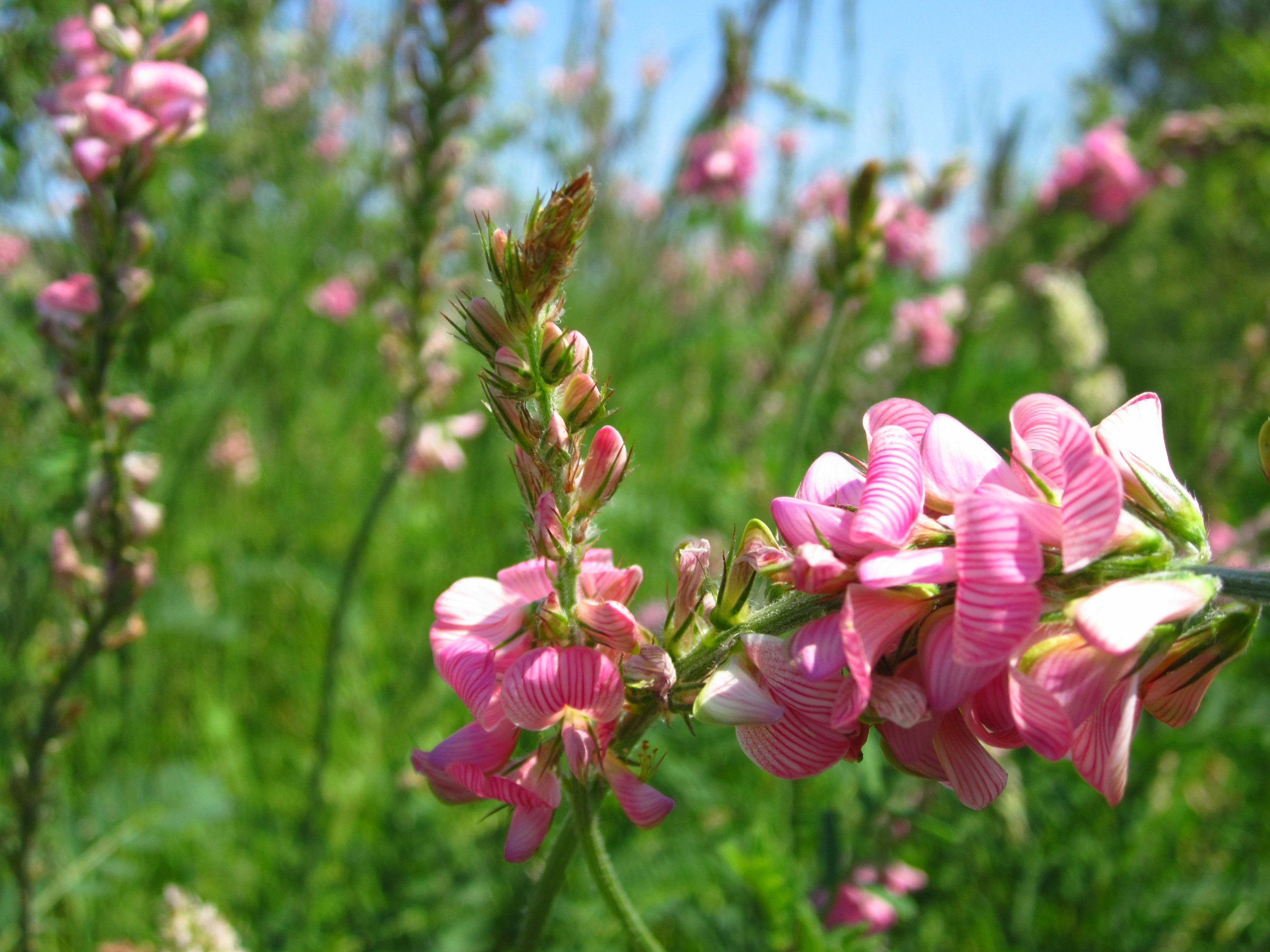 Fonds d'cran Nature Fleurs 