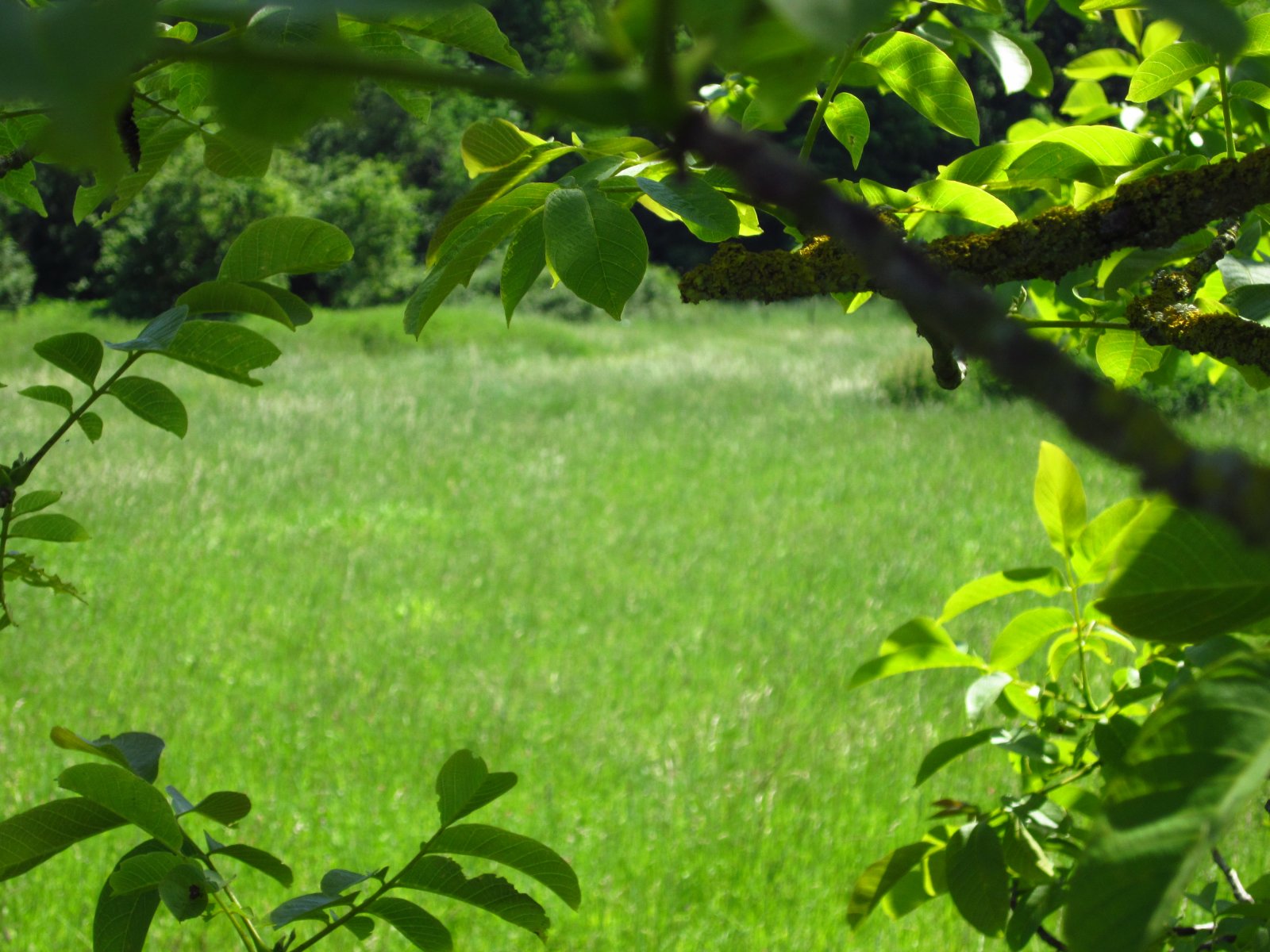 Wallpapers Nature Leaves - Foliage 