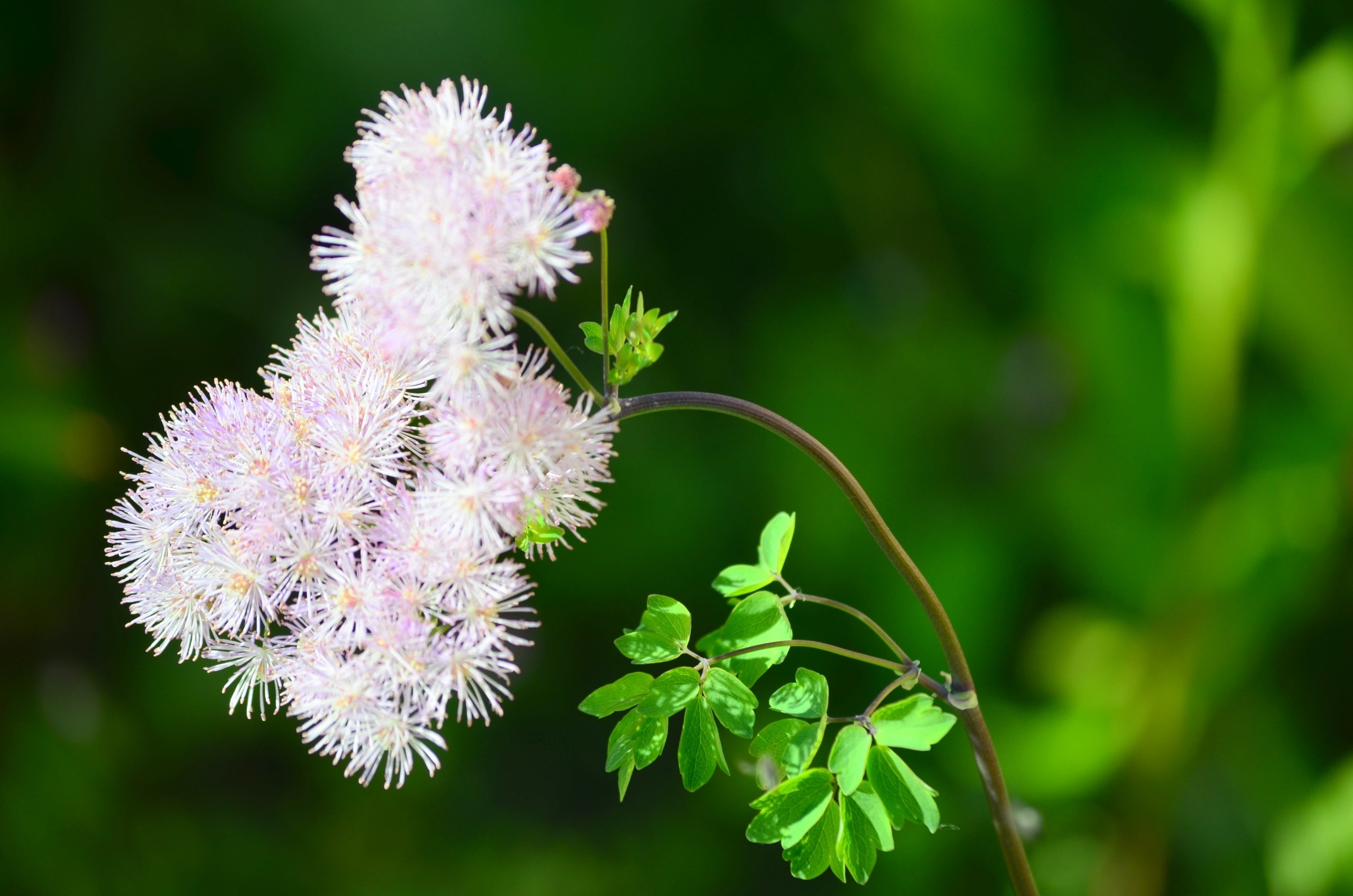 Wallpapers Nature Flowers 