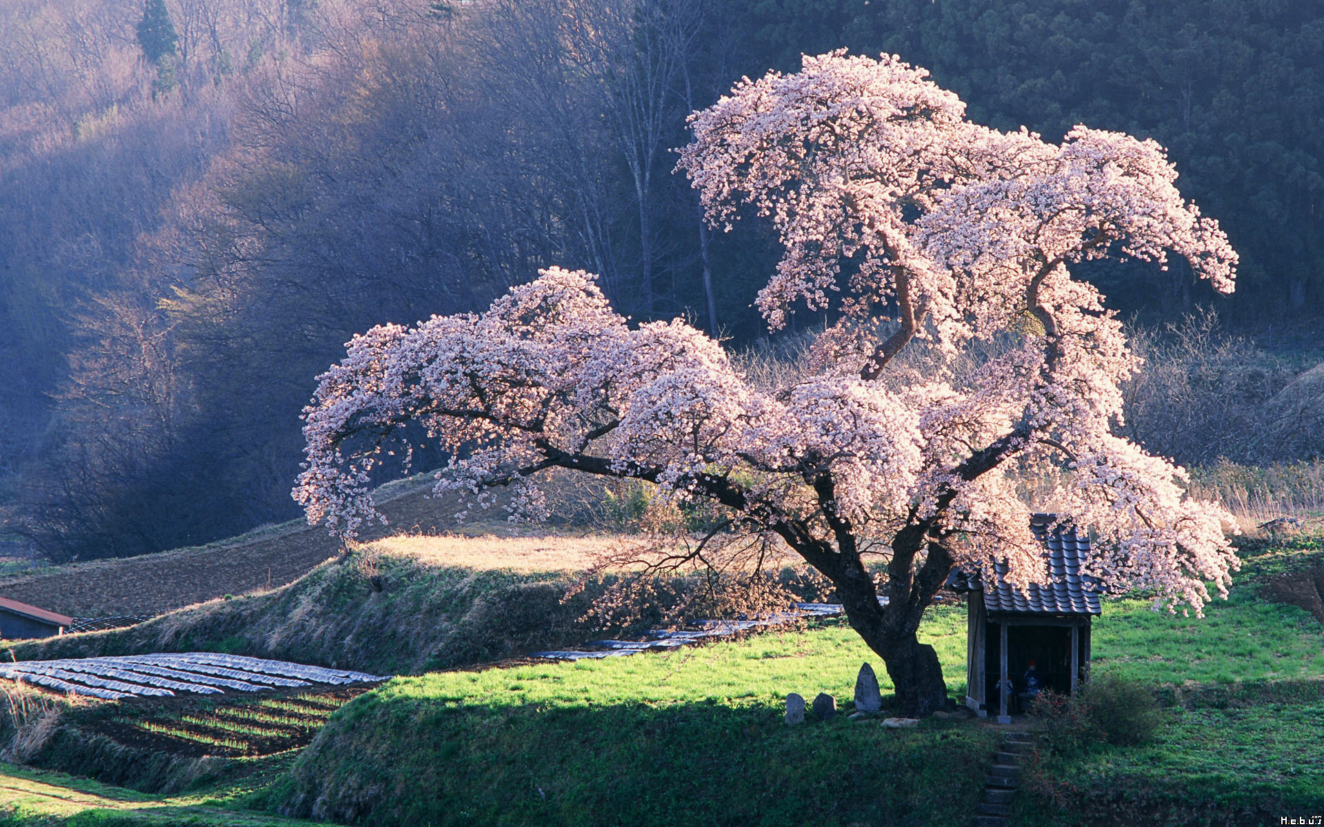 Fonds d'cran Nature Arbres - Forts 