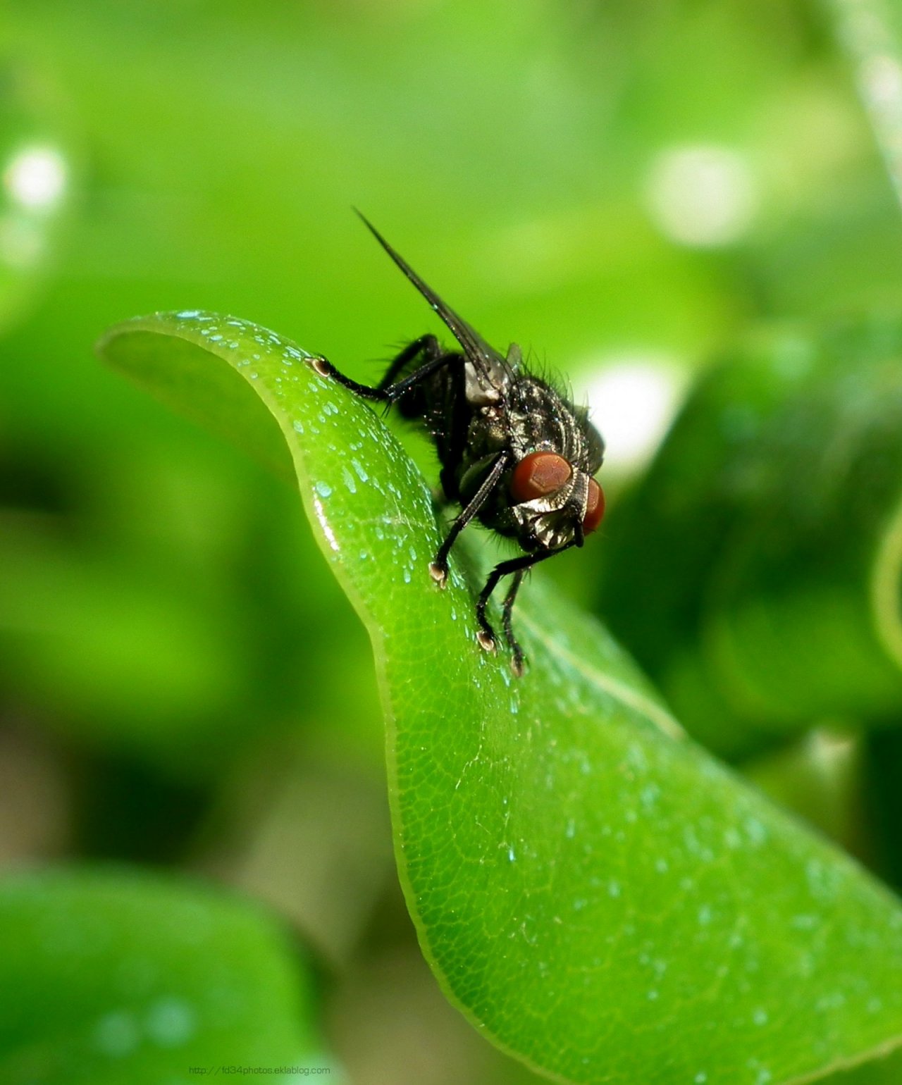 Wallpapers Animals Insects - Flies 