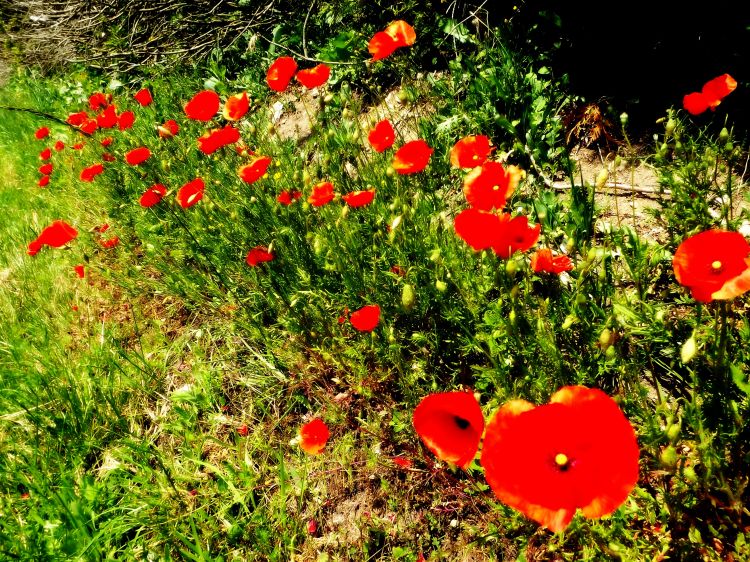 Wallpapers Nature Flowers coquelicots