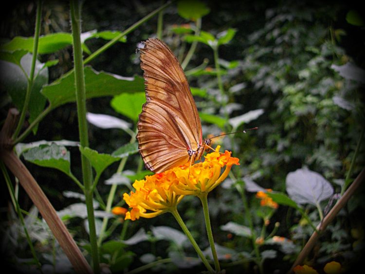 Fonds d'cran Animaux Insectes - Papillons Wallpaper N301268