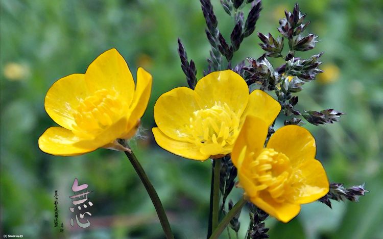 Fonds d'cran Nature Fleurs Bouquet champtre 