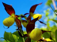  Nature Cypripedium calceolus 3. 2012