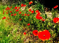  Nature coquelicots