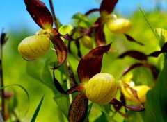  Nature Cypripedium calceolus 4. 2012