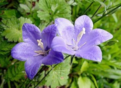  Nature Duo de Campanules 