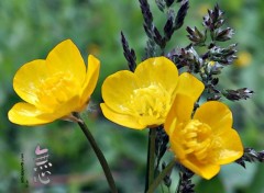  Nature Bouquet champtre 