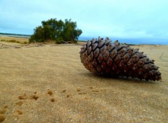  Nature Seul sur la plage