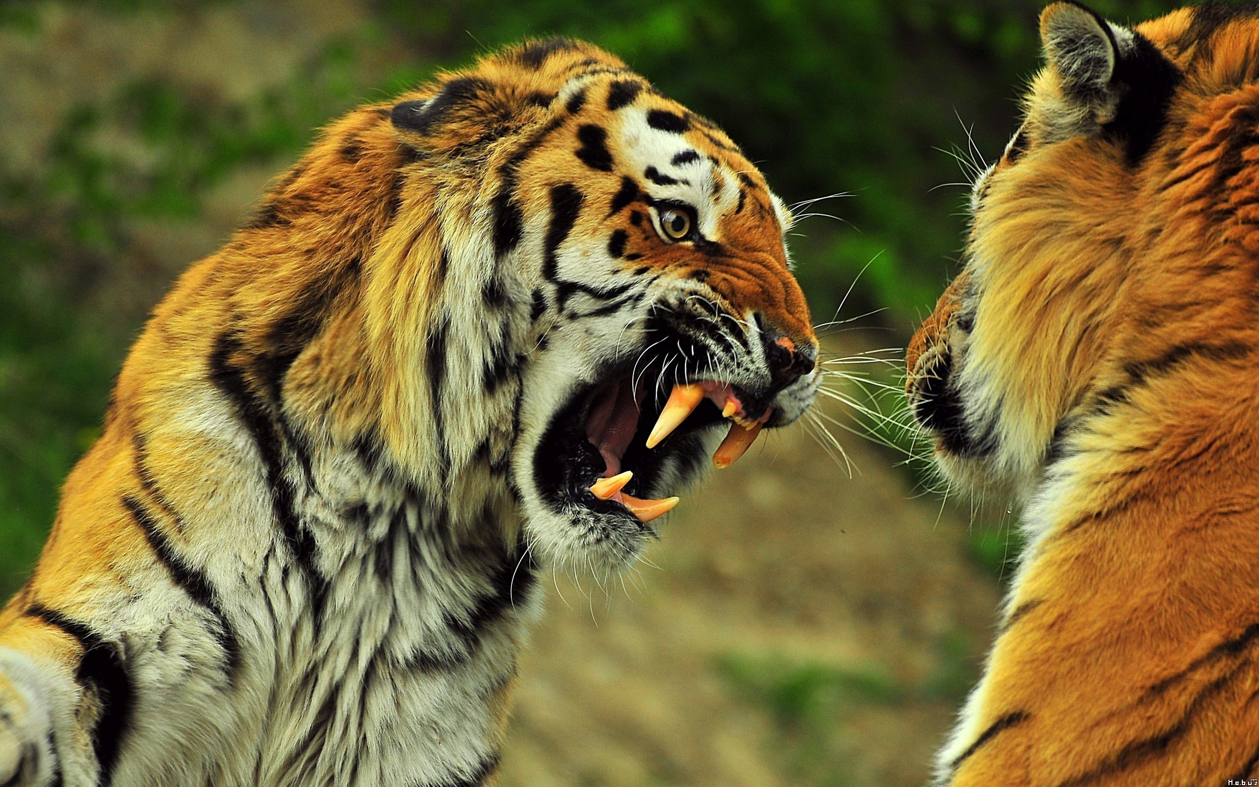 Fonds d'cran Animaux Flins - Tigres 