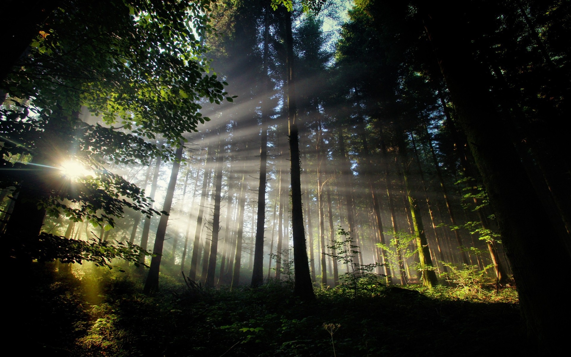 Fonds d'cran Nature Arbres - Forts 