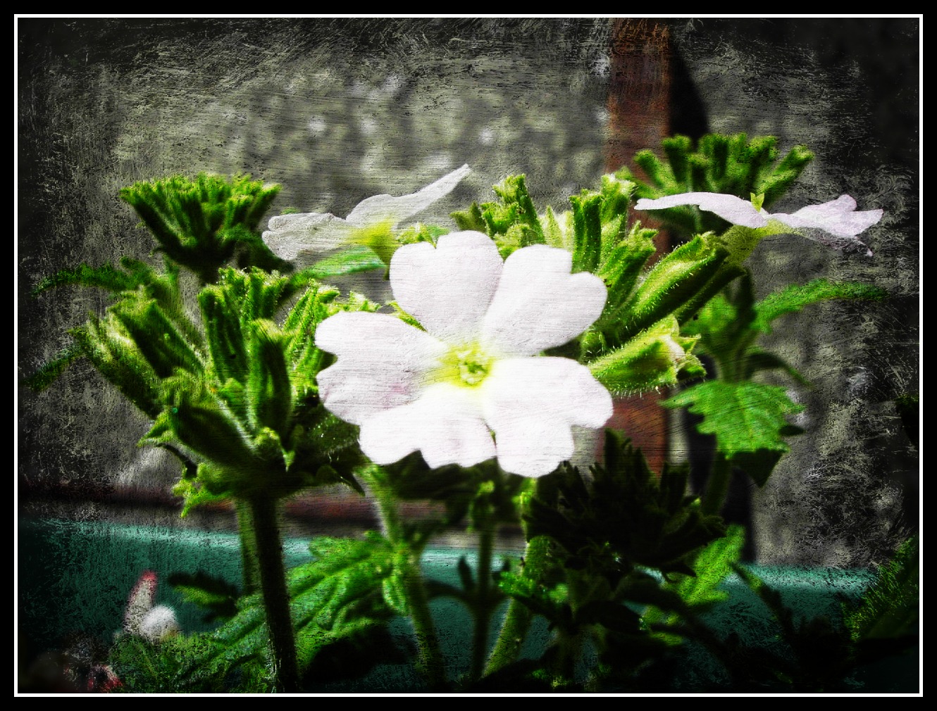 Fonds d'cran Nature Fleurs verveines