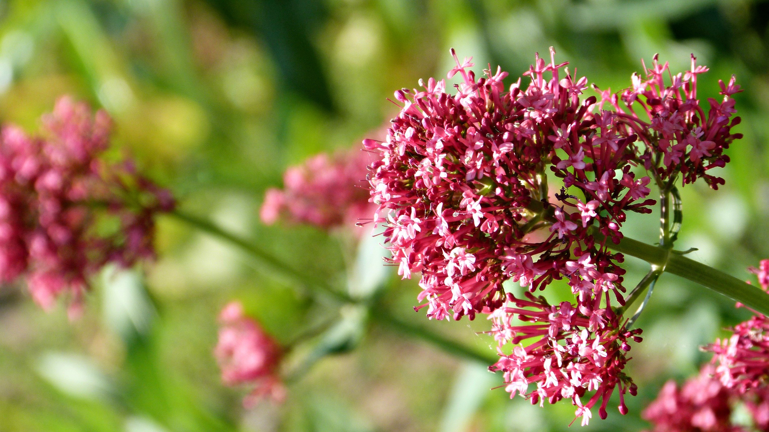 Wallpapers Nature Flowers Fleurs du jardin ;) 