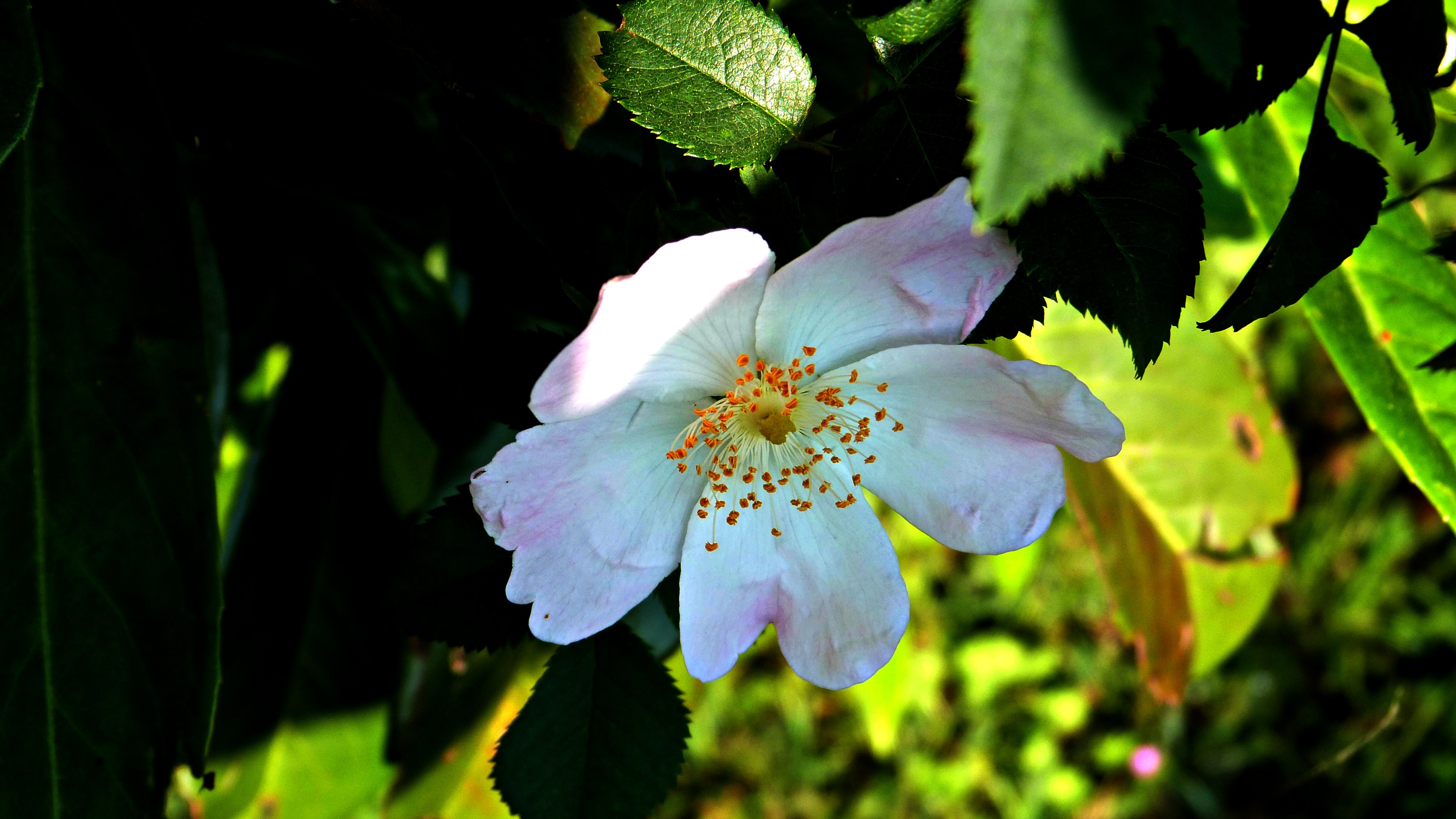 Fonds d'cran Nature Fleurs Fleurs du jardin :)