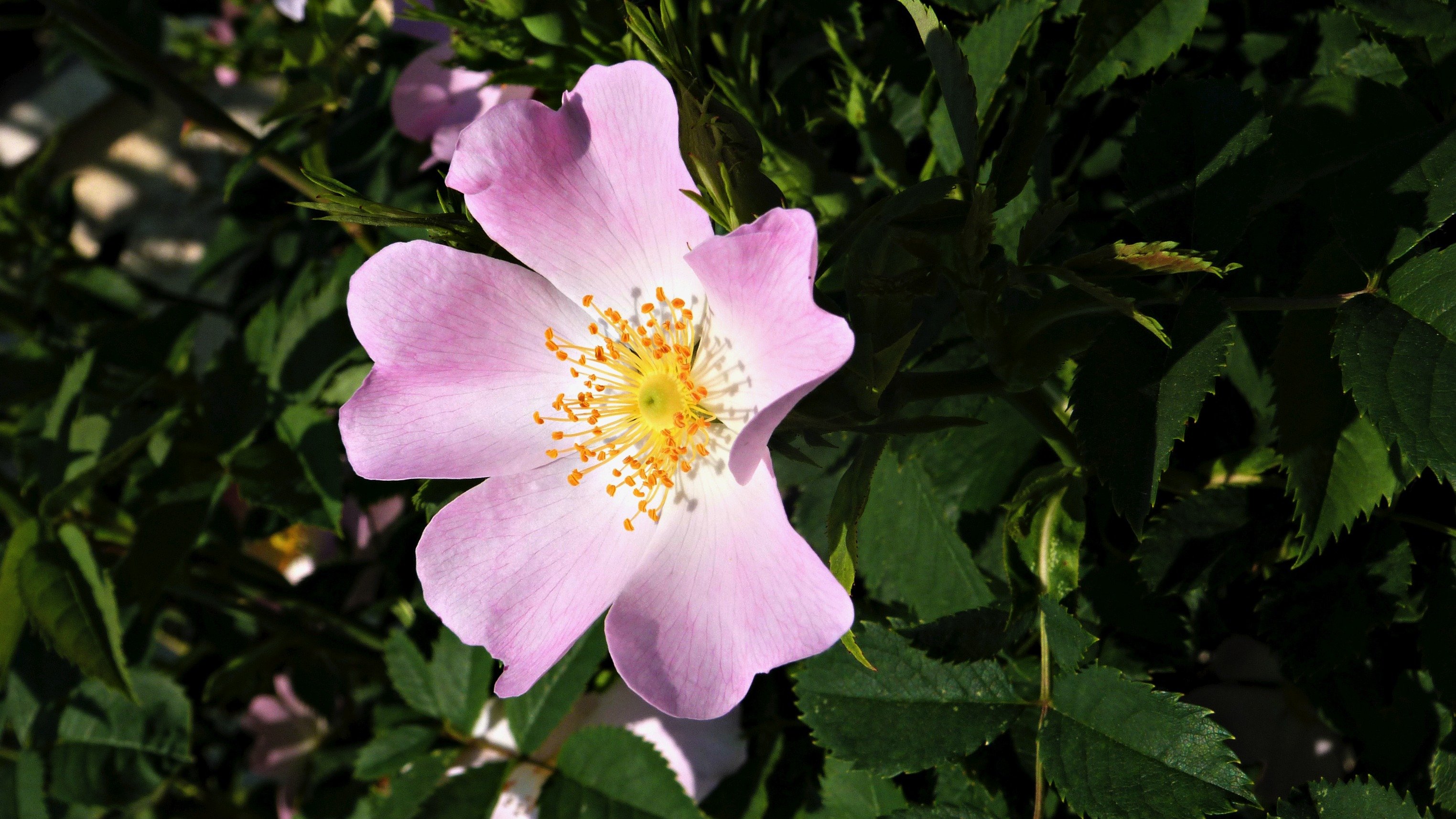 Fonds d'cran Nature Fleurs Fleurs du jardin :)