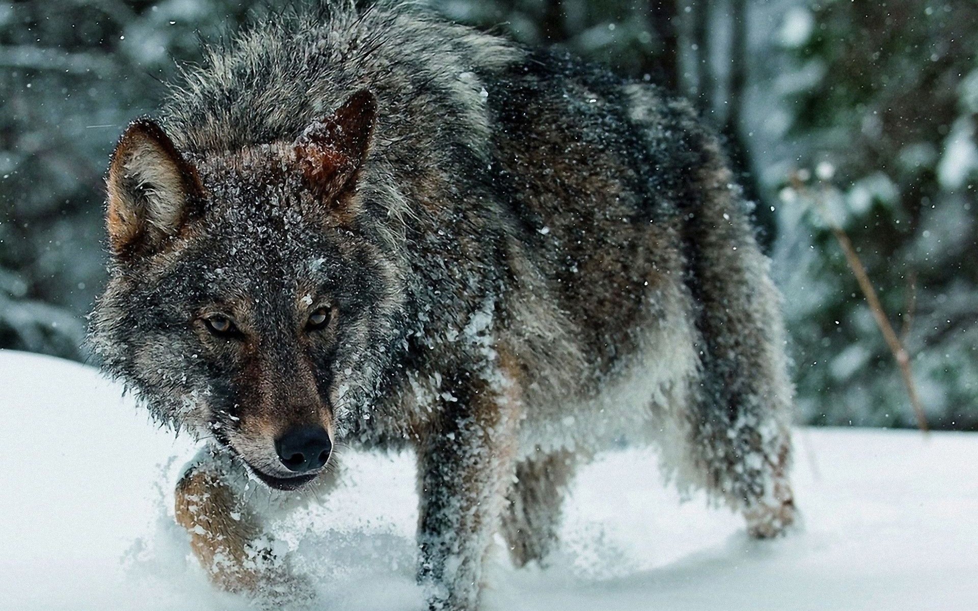 Wallpapers Animals Wolves 