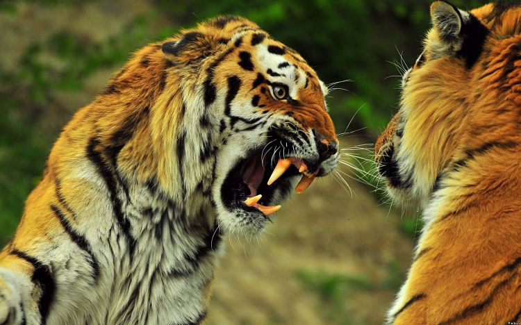 Fonds d'cran Animaux Flins - Tigres Wallpaper N301380