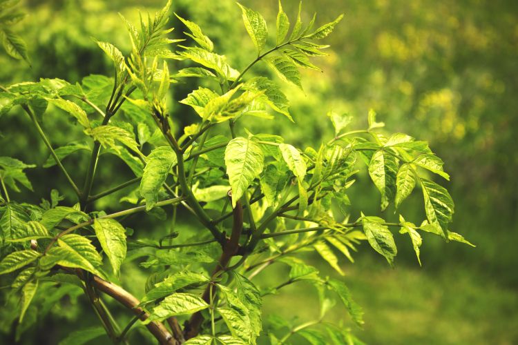 Fonds d'cran Nature Arbres - Forts Leafs