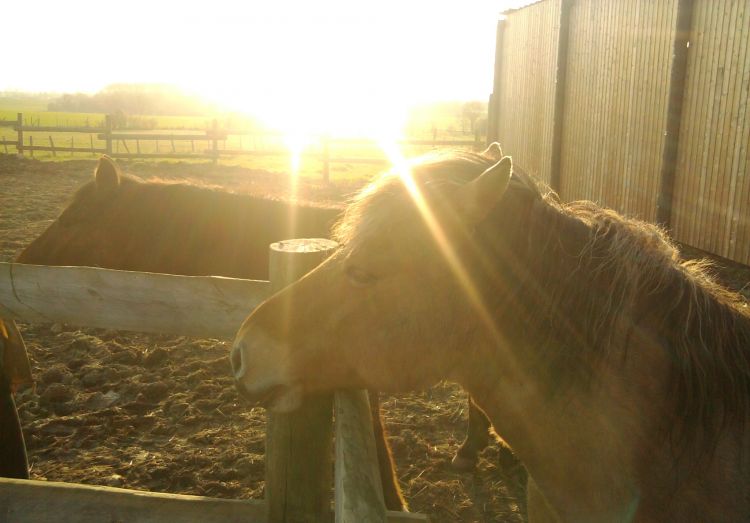 Fonds d'cran Animaux Chevaux Wallpaper N301614