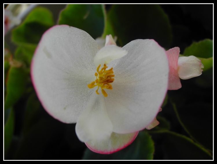 Fonds d'cran Nature Fleurs Bgonias 