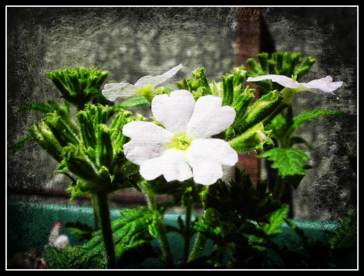 Fonds d'cran Nature Fleurs verveines