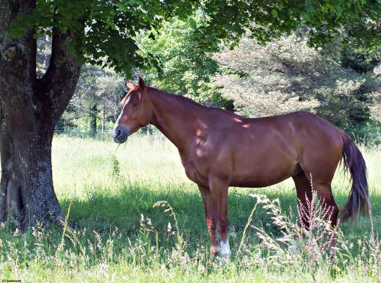 Fonds d'cran Animaux Chevaux Jument au pr