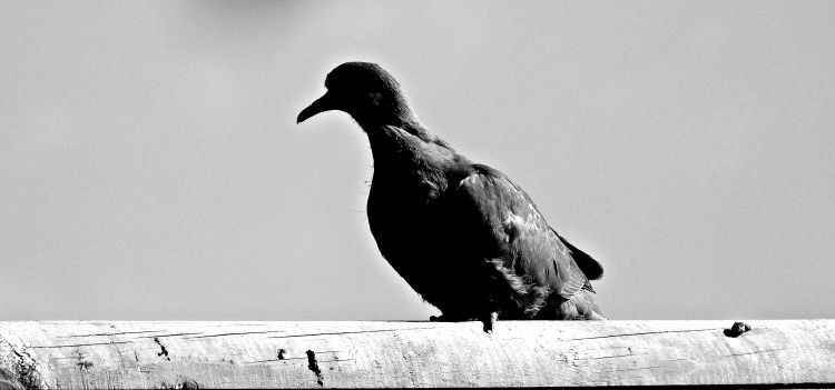 Fonds d'cran Animaux Oiseaux - Pigeons et Tourterelles Il me regardait prendre des photos :) 