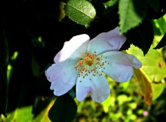  Nature Fleurs du jardin :)