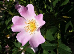  Nature Fleurs du jardin :)