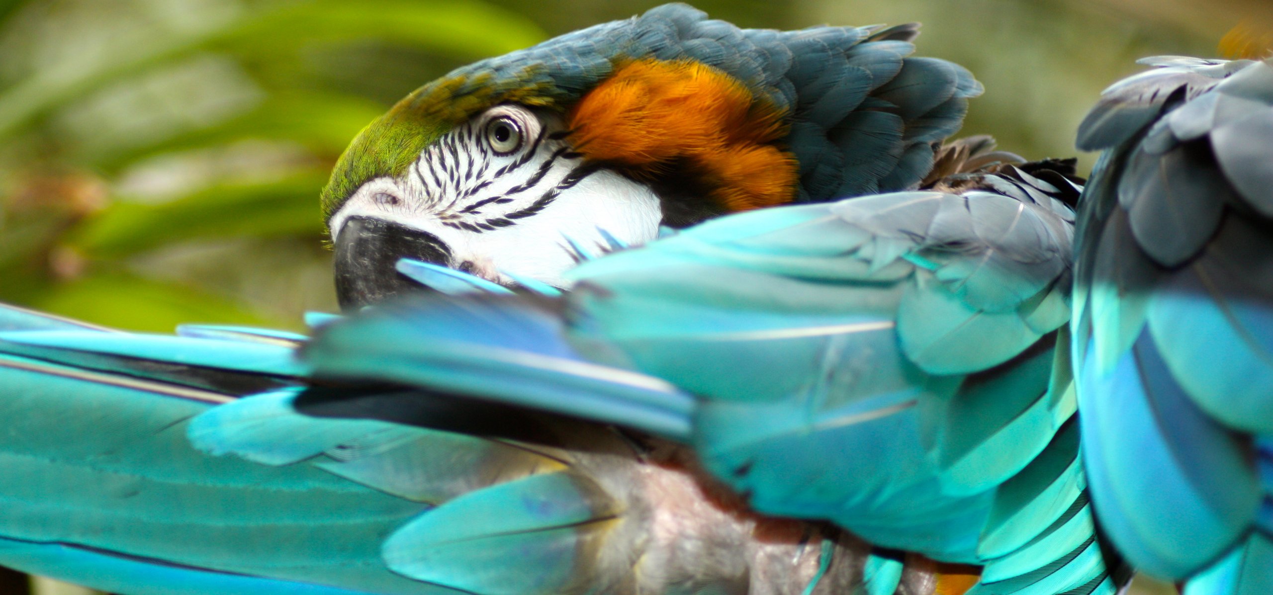 Fonds d'cran Animaux Oiseaux - Perroquets animaux sauvages