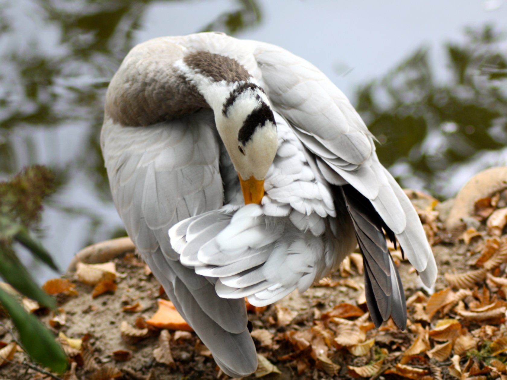 Fonds d'cran Animaux Oiseaux - Canards animaux sauvages