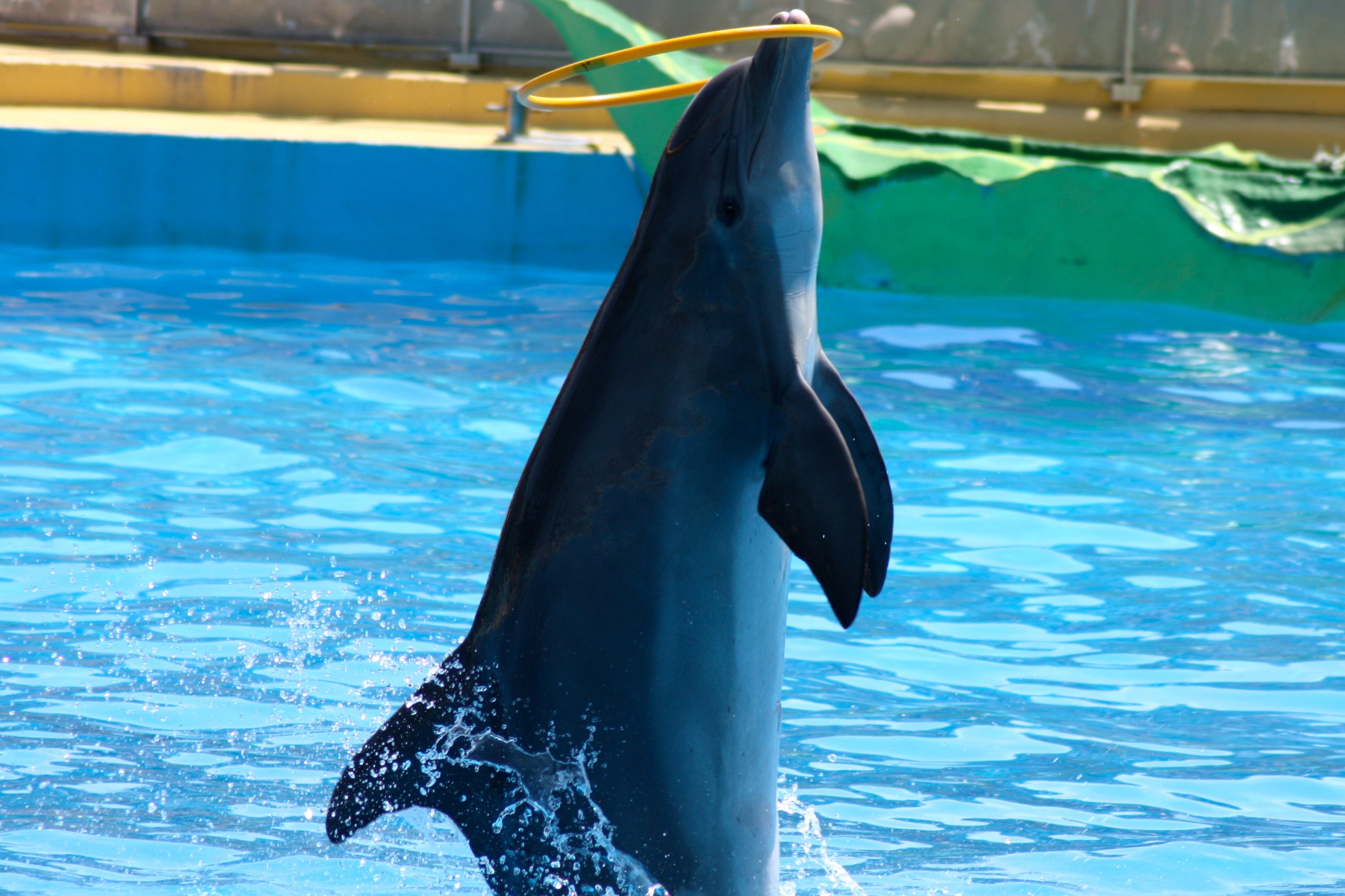 Fonds d'cran Animaux Vie marine - Dauphins animaux sauvages