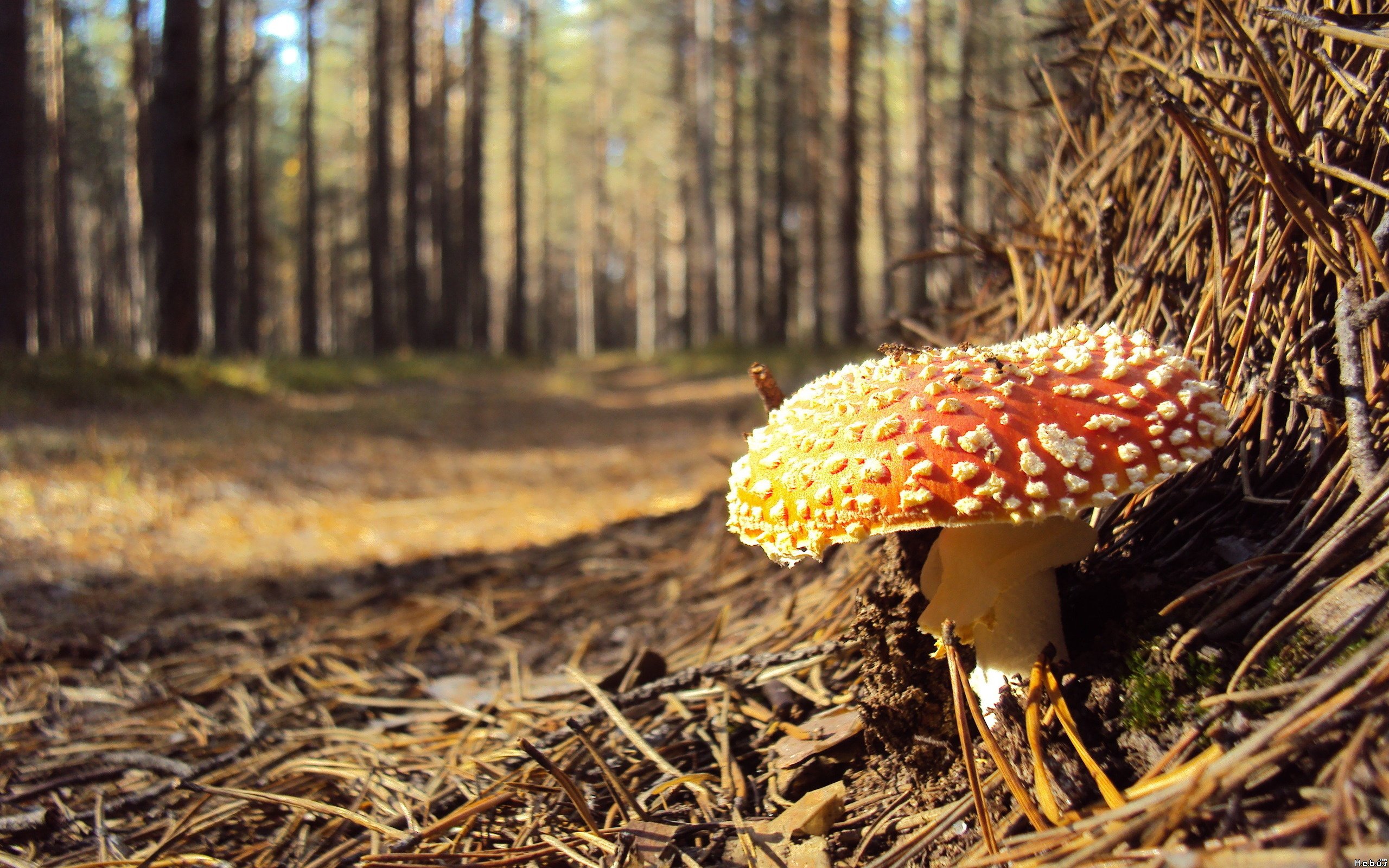 Fonds d'cran Nature Champignons 